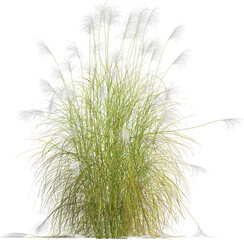 Side view of Eulalia plant - Miscanthus Sinensis