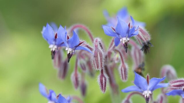 lilac blossom of a borage flower, close-up of blue borage blossoms, hairs on the bud, pollen pistils, lilac-blue flowers of Borago officinalis, borage blows in the wind
