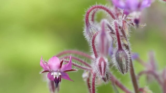 pink flowers of borage blowing gently in the wind, close-up of borage flowers, hairs on the bud, macro shot of a pollen pistil, purple-blue flowers of Borago officinalis, purple petals