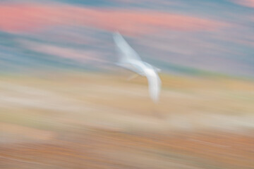 Bird impressionist style in flight though sunrise colours in the sky