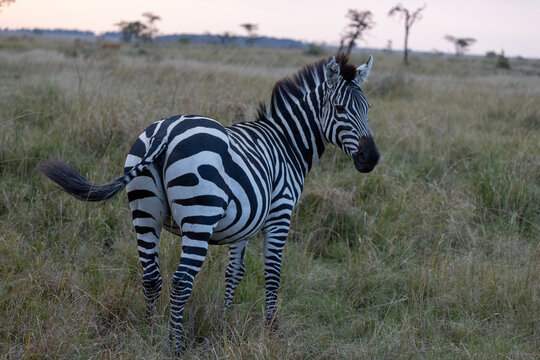 Alone zebra in the masai amra grasslands on sunrise golden hour