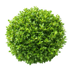 Obraz premium A perfectly spherical green shrub with dense foliage and small oval leaves isolated on transparent background