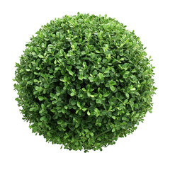 Fototapeta premium A perfectly spherical green foliage bush with dense leaves and a detailed texture isolated on transparent background
