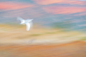 White bird impressionist style in flight though sunrise colours in the sky