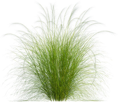Side view of Mexican Feathergrass plant - Nassella Tenuissima