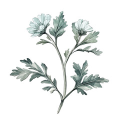 watercolor vector of A Dusty Miller Flower Stem, isolated on a white background.