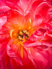 Pink delicate peony flower heart. Tender summer flower close up. Natural environment design wallpaper or screensaver for screen. Heart of peony head. Detailed, close up, floral pink background.