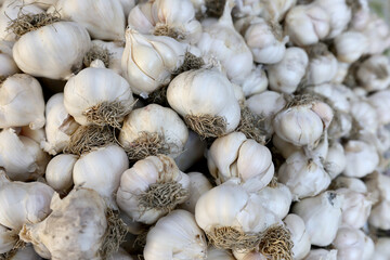 Fresh raw garlic on a market.