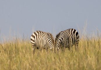 Pair of zebras grazing in the open grasslands of Masai Mara, Kenya. Capturing African wildlife in...