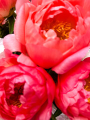 Pink delicate peony flower hearts. Tender summer flower close up. Natural environment design...