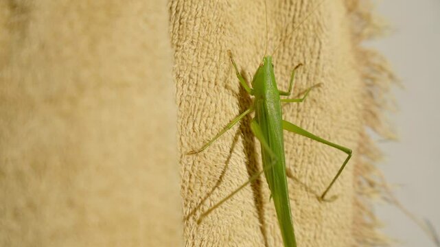 Neoconocephalus triops commonly known as grasshopper walking on a brown surface

