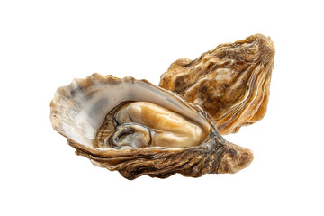 PNG Fresh opened oyster with shell on black background