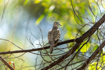 Peaceful dove of Geopelia placida in tree