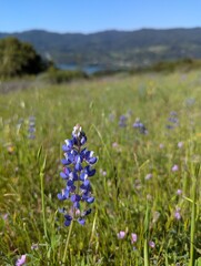 wild flowers in a meadow
