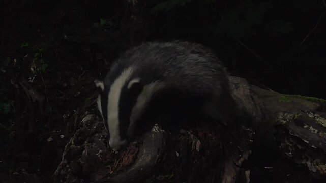 European Badger Cubs (Meles meles) Feeding By Their Sett In A British Woodland At Dusk, UK