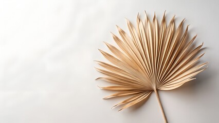 Elegant dried palm leaf fan on a minimalist white background