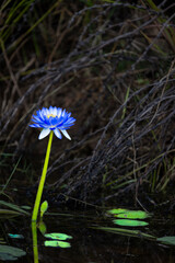 Bright blue water lily or lotus plant in pond