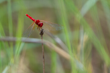 Pygmy percher or Nannodiplax rubra, a tiny dragonfly about 25 mm long with bright red abdomen and...
