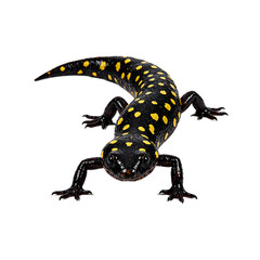 Obraz premium Vibrant spotted salamander featuring moist black skin with bright yellow spots elegantly isolated on a clean white background
