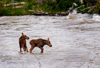 Mama moose with twin calves