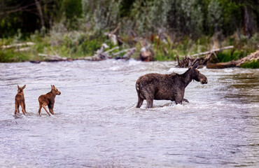 Mama moose with twin calves