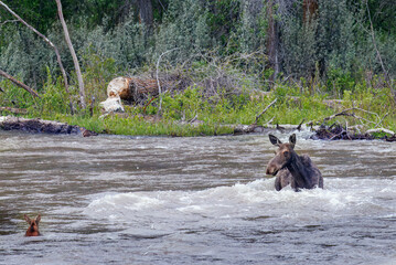 Mama moose with twin calves