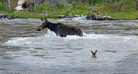 Mama moose with twin calves