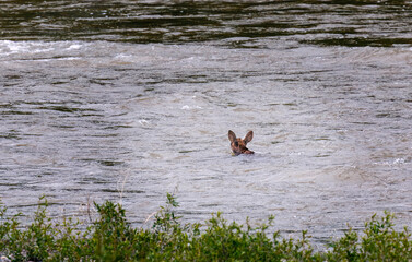 Mama moose with twin calves