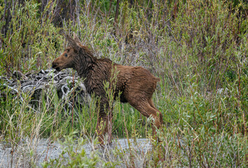 Mama moose with twin calves