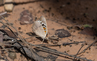 Junonia orithya.