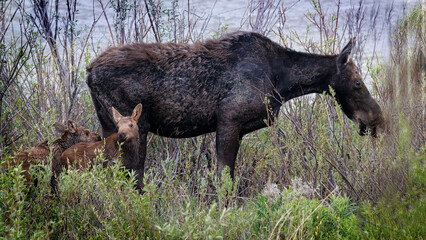 Mama moose with twin calves