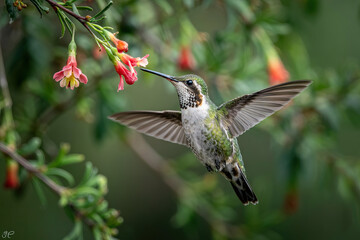 Fototapeta premium hummingbird in flight