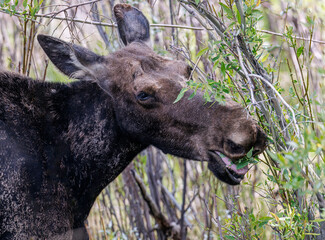 Mama moose with twin calves