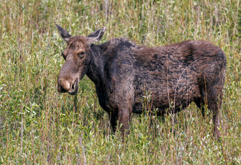 Mama moose with twin calves
