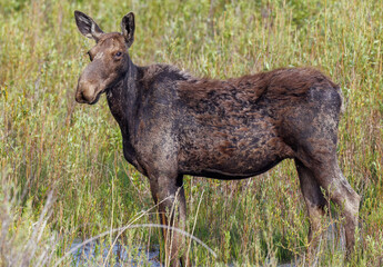 Mama moose with twin calves
