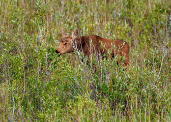 Mama moose with twin calves
