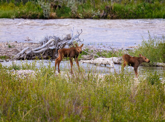 Mama moose with twin calves