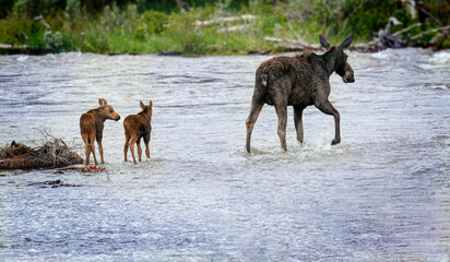 Mama moose with twin calves