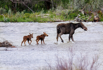 Mama moose with twin calves
