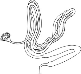 Coloring page with scheme of nephridium of earthworm (Lumbricus terrestris) for biology lesson