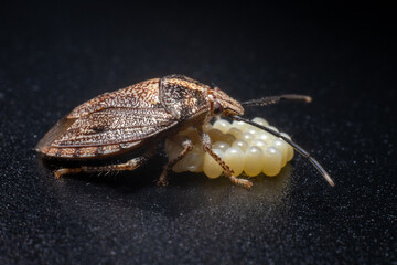 Stink Bug Protecting Eggs, Side View Macro