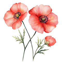 Naklejka premium watercolor flowers paintings, Beautiful watercolor illustrations of flowers, isolated on transparent background