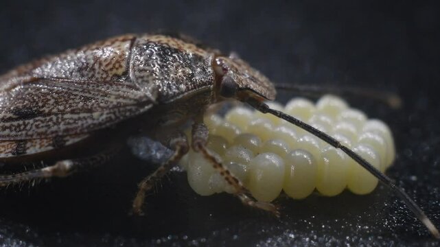 Stink Bug - Antiteuchus tripterus Caring for Eggs
