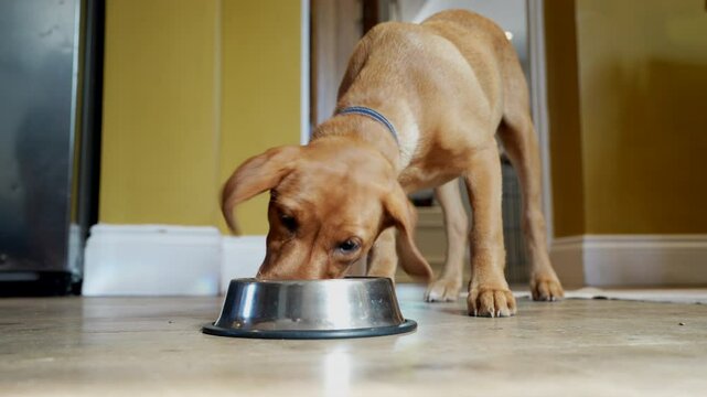 Pet Fox Red Labrador Puppy Running Into Room And Eating Food From Bowl At Home