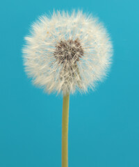 White dandelions with seeds on blue background.