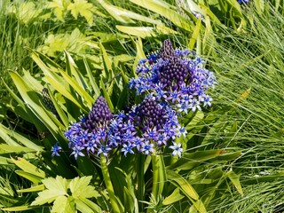 Portuguese squill or hyacinth-of-peru plant (Scilla peruviana) Majestic starry violet blue flowers...