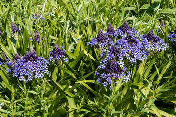 (Scilla peruviana) Portuguese squill, an ornamental tropical plant producing magnificent pyramidal blue to violet flowers on flower stems surrounded by linear green leaves strap-shaped 
