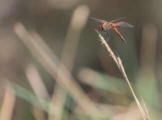 Pygmy percher or Nannodiplax rubra, a tiny dragonfly about 25 mm long with bright red abdomen and transparent wings settled top of dry seed-head with a beetle below on stem.