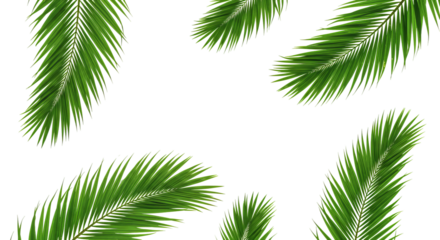 Green palm leaves collections  PNG