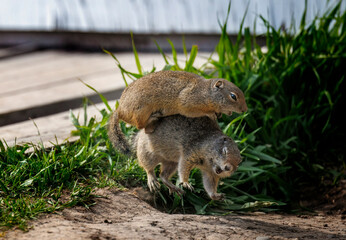 Prairie Dogs playing and eating